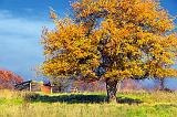 Autumn Tree_30332